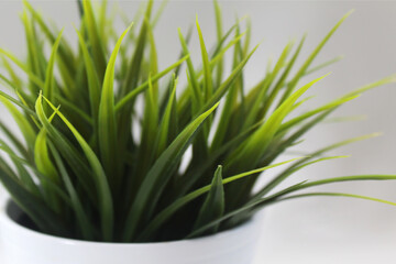 Artificial grass for the background.