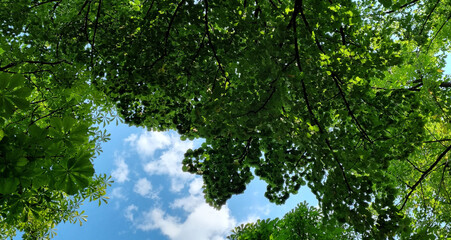 Green foliage and blue sky background.