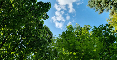 Green foliage and blue sky background.