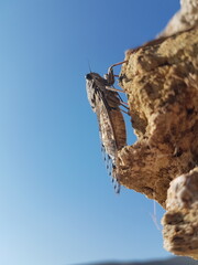 cicada on the rock in the morning in greek island