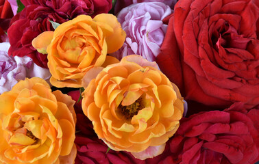 love the multicolored rose,summer, color, closeup, fresh, bunch, decoration closeup