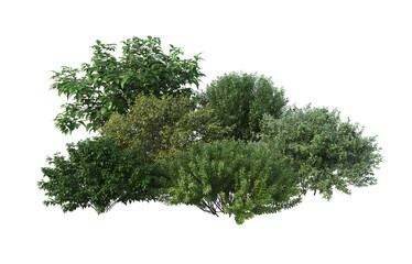 Shrubs and flower on a transparent background
