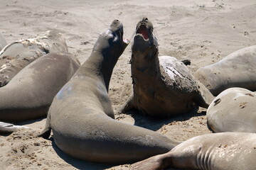 Pelea de elefantes marinos hembras © Josu