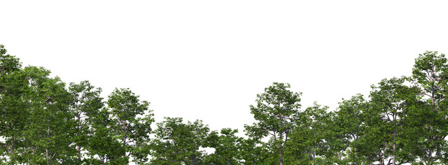 Forest foreground on a transparent background
