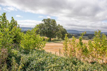 Obraz premium Summertime crops in the UK.