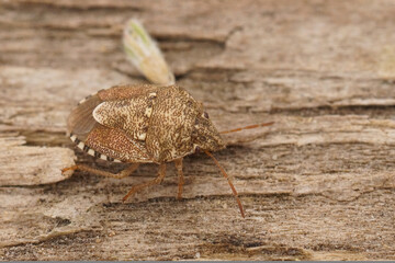 Closeup on the small Pentatomid shield bug, Staria lunata