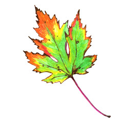 Colorful Autumn Maple Leaf. Hand painted illustration. isolated on white background.