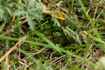 The green frog is sitting in the grass