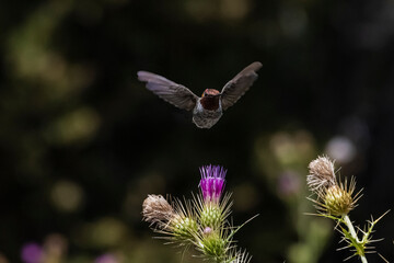 Anna's Hummingbird (Calypte anna) Head-on Over Arizona Thistle (cirsium arizonicum Blooms