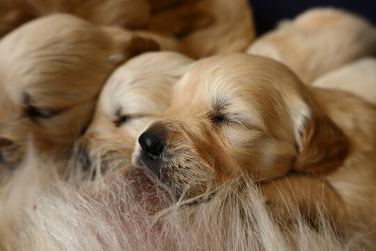 Three weeks old Golden Retriever puppies suckling on their mother. The photo has shallow depth of field.