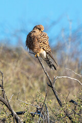 Crécerelle aux yeux blancs, Grand crécerelle, .Falco rupicoloides - Greater Kestrel