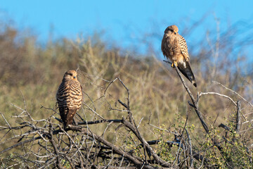 Crécerelle aux yeux blancs, Grand crécerelle, .Falco rupicoloides - Greater Kestrel