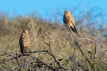 Crécerelle aux yeux blancs, Grand crécerelle, .Falco rupicoloides - Greater Kestrel