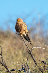 Crécerelle aux yeux blancs, Grand crécerelle, .Falco rupicoloides - Greater Kestrel