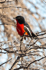 Gonolek rouge et noir,.Laniarius atrococcineus, Crimson breasted Shrike, Afrique du Sud