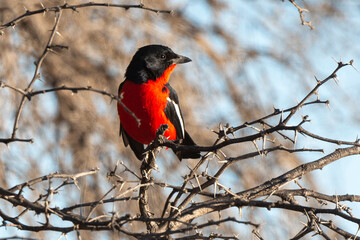 Gonolek rouge et noir,.Laniarius atrococcineus, Crimson breasted Shrike, Afrique du Sud