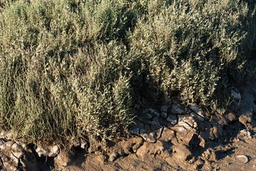 Obione, faux pourpier, Halimione portulacoides, Site ostréicole, Fort Royer, Réserve naturelle maritime, Moêze Oléron, Ile d'Oléron, Charentes Maritimes, 17