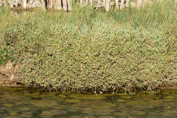 Obione, faux pourpier, Halimione portulacoides, Site ostréicole, Fort Royer, Réserve naturelle maritime, Moêze Oléron, Ile d'Oléron, Charentes Maritimes, 17