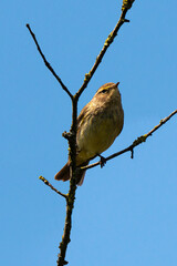 Pouillot véloce,.Phylloscopus collybita, Common Chiffchaff