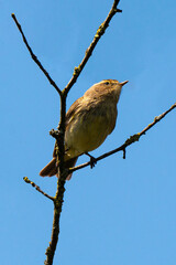 Pouillot véloce,.Phylloscopus collybita, Common Chiffchaff