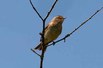 Pouillot véloce,.Phylloscopus collybita, Common Chiffchaff