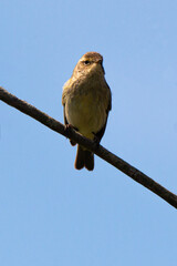 Pouillot véloce,.Phylloscopus collybita, Common Chiffchaff