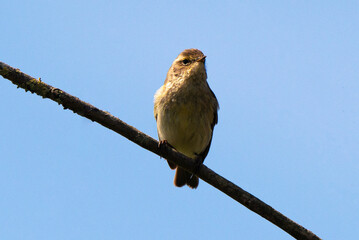 Pouillot véloce,.Phylloscopus collybita, Common Chiffchaff