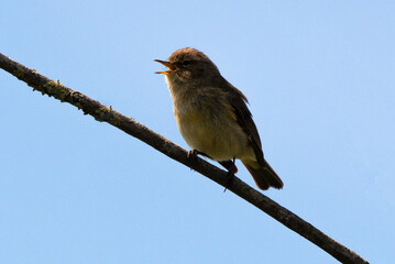 Pouillot véloce,.Phylloscopus collybita, Common Chiffchaff