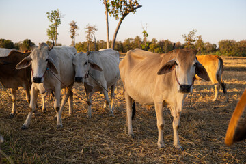 Thai cow in field which traditional cow in urban, Cow in field on sunset