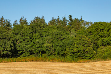 A golden field of cereal crops with green trees and blue sky behind