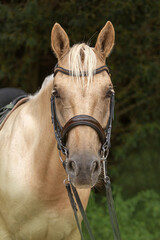 Head portrait of a bridled dressage horse. Portrait of a beautiful palomino kinsky warmblood horse...