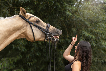 Teaching a horse a trick: A young female equestrian and her palomino kinsky horse showing a trick...