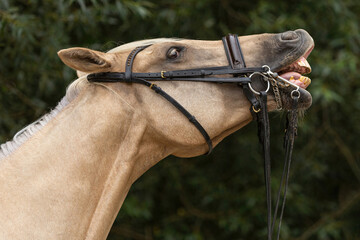 Head portrait of a bridled, lip curling palomino kinsky horse