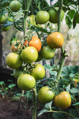Tomatoes growing on the field, green ripening organic tomatoes on vine