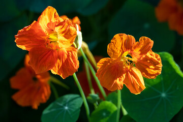 Garden Nasturtium, Monks Cress (Tropaeolum majus) organic edible plants and flowers