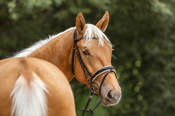 Head portrait of a bridled dressage horse. Portrait of a beautiful palomino kinsky warmblood horse gelding in summer outdoors - obrazy, fototapety, plakaty