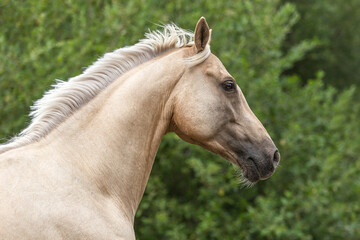 Head portrait of a palomino kinsky horse gelding on a pasture in summer outdoors - obrazy, fototapety, plakaty