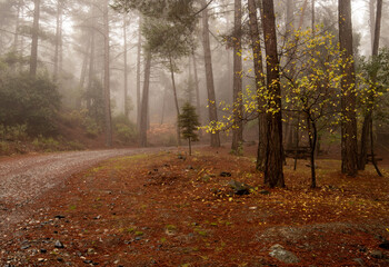 Autumn landscape with maple trees and yellow leaves on the ground after rain.