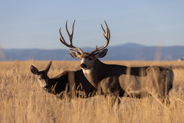 Naklejka na ściany i meble Mule Deer Buck and Doe During the Fall Rut in Colorado