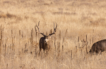 Mule Deer Buck and Doe During the Fall Rut in Colorado