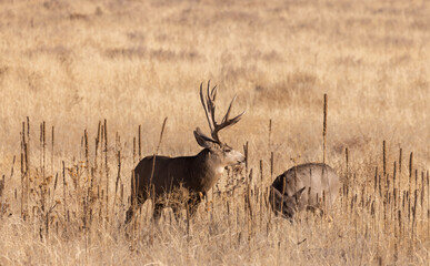 Naklejka na ściany i meble Mule Deer Buck and Doe During the Fall Rut in Colorado