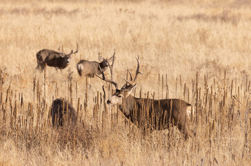Mule Deer Buck and Doe During the Fall Rut in Colorado