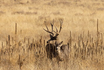 Mule Deer Buck and Doe During the Fall Rut in Colorado