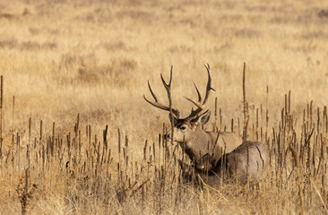 Fototapeta premium Mule Deer Buck and Doe During the Fall Rut in Colorado
