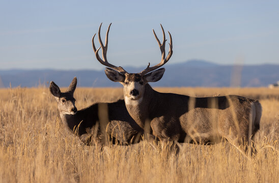 Mule Deer Buck and Doe During the Fall Rut in Colorado