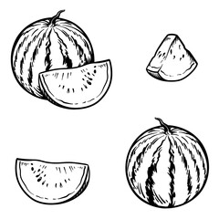 Watermelon isolated on white background. Vector illustration in engraving style.