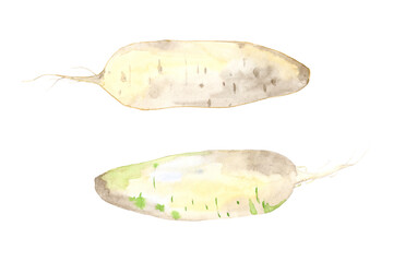 Ripe whole of green and white color daikon radish.Hand drawn Illustration in watercolor isolated on a white background