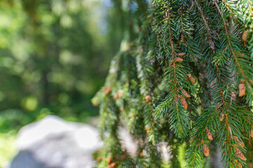 Spruce branch with young needles and a young spruce cone. Closeup tree branches forest nature landscape. Christmas background holiday symbol evergreen tree with needles. Shallow depth of field