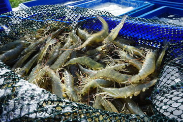 Fresh white shrimp that have just been harvested