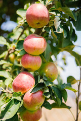 Big apples on trees in the orchard. Autumn seasonal harvest. red ripe apples on a branch in the garden. Organic farming, gardening.